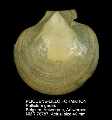 PLIOCENE-LILLO FORMATION Palliolum gerardi.jpg - PLIOCENE-LILLO FORMATION Palliolum gerardi (Nyst,1835)